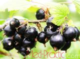Հաղարջ - Смородина - Currant