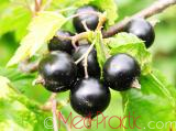 Հաղարջ - Смородина - Currant