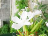 Օճառախոտ դեղատու - Мыльнянка лекарственная - Saponaria officinalis L.