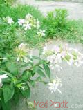 Օճառախոտ դեղատու - Мыльнянка лекарственная - Saponaria officinalis L.