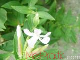 Օճառախոտ դեղատու - Мыльнянка лекарственная - Saponaria officinalis L.