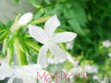 Օճառախոտ դեղատու - Мыльнянка лекарственная - Saponaria officinalis L.