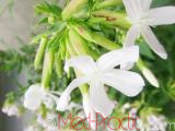 Օճառախոտ դեղատու - Мыльнянка лекарственная - Saponaria officinalis L.