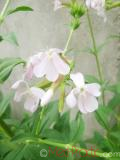 Օճառախոտ դեղատու - Мыльнянка лекарственная - Saponaria officinalis L.