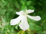 Օճառախոտ դեղատու - Мыльнянка лекарственная - Saponaria officinalis L.