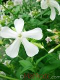 Օճառախոտ դեղատու - Мыльнянка лекарственная - Saponaria officinalis L.
