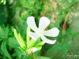 Օճառախոտ դեղատու - Мыльнянка лекарственная - Saponaria officinalis L.