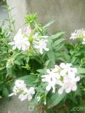 Օճառախոտ դեղատու - Мыльнянка лекарственная - Saponaria officinalis L.
