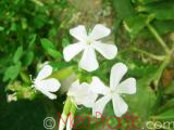 Օճառախոտ դեղատու - Мыльнянка лекарственная - Saponaria officinalis L.