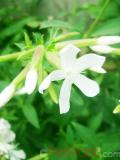Օճառախոտ դեղատու - Мыльнянка лекарственная - Saponaria officinalis L.