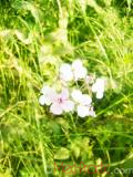 Օճառախոտ դեղատու - Мыльнянка лекарственная - Saponaria officinalis L.