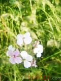 Օճառախոտ դեղատու - Мыльнянка лекарственная - Saponaria officinalis L.