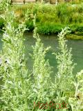 Օշինդր դառը - Полынь горькая - Artemisia absinthium L.