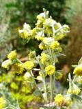 Օշինդր դառը - Полынь горькая - Artemisia absinthium L.