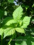 Մոշենի - Ежевика - Rubus caesius L.