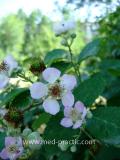 Մոշենի - Ежевика - Rubus caesius L.