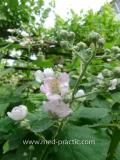 Մոշենի - Ежевика - Rubus caesius L.