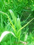 Քոշմորուք - Козлоборотник - Salsify