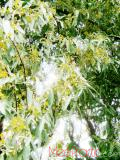 Փշատենի - Локус колистний - Elaeagnus  angustifolia