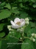 Մոշենի - Ежевика - Rubus caesius L.