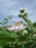 Մոշենի - Ежевика - Rubus caesius L.