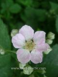 Մոշենի - Ежевика - Rubus caesius L.