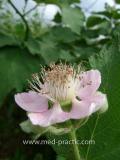 Մոշենի - Ежевика - Rubus caesius L.