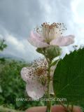 Մոշենի - Ежевика - Rubus caesius L.
