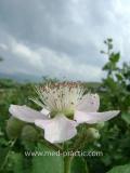 Մոշենի - Ежевика - Rubus caesius L.