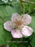 Մոշենի - Ежевика - Rubus caesius L.