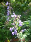 Փիսիկխոտ - Котовник кошачий - Nepeta cataria
