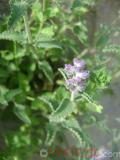 Փիսիկխոտ - Котовник кошачий - Nepeta cataria
