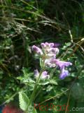 Փիսիկխոտ - Котовник кошачий - Nepeta cataria