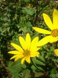 Գետնախնձոր - Топинамбур - Helianthus tuberosus