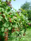 Մոշենի - Ежевика - Rubus caesius L.
