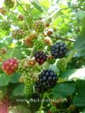 Մոշենի - Ежевика - Rubus caesius L.