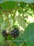 Մոշենի - Ежевика - Rubus caesius L.