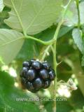 Մոշենի - Ежевика - Rubus caesius L.