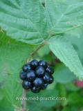 Մոշենի - Ежевика - Rubus caesius L.