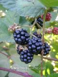 Մոշենի - Ежевика - Rubus caesius L.