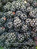Մոշենի - Ежевика - Rubus caesius L.