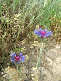Տերեփուկ կապույտ - Василек синий - Centaurea cyanus L.