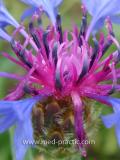 Տերեփուկ կապույտ - Василек синий - Centaurea cyanus L.