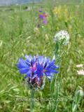 Տերեփուկ կապույտ - Василек синий - Centaurea cyanus L.
