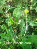 Խատուտիկ դեղատու - Одуванчик лекарственный - Taraxacum officinalis Wilg.