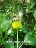 Խատուտիկ դեղատու - Одуванчик лекарственный - Taraxacum officinalis Wilg.