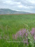Սիսեռիկ մկնային- Горошек мышиный- Vicia cracca L.
