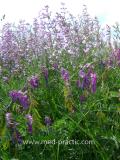 Սիսեռիկ մկնային- Горошек мышиный- Vicia cracca L.