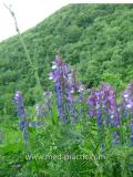 Սիսեռիկ մկնային- Горошек мышиный- Vicia cracca L.