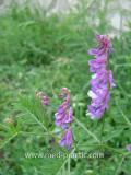 Սիսեռիկ մկնային- Горошек мышиный- Vicia cracca L.